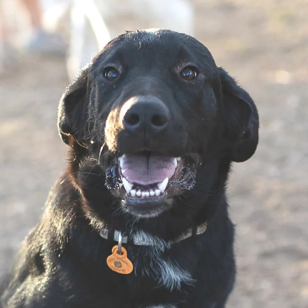 Iker, male Labrador Retriever for adoption at ASAP Granada, Alhama de Granada