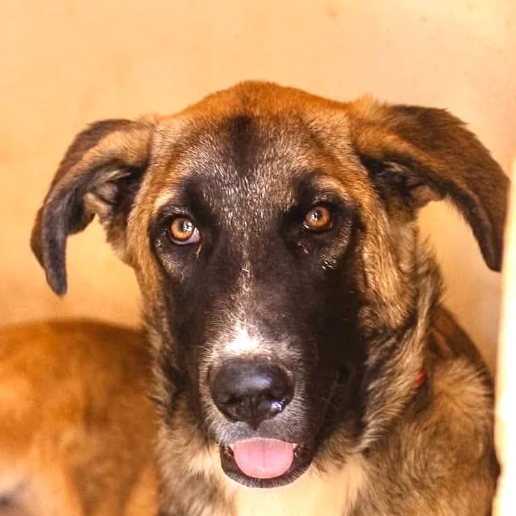 Noa, female mixed breed for adoption at ASAP Granada, Alhama de Granada