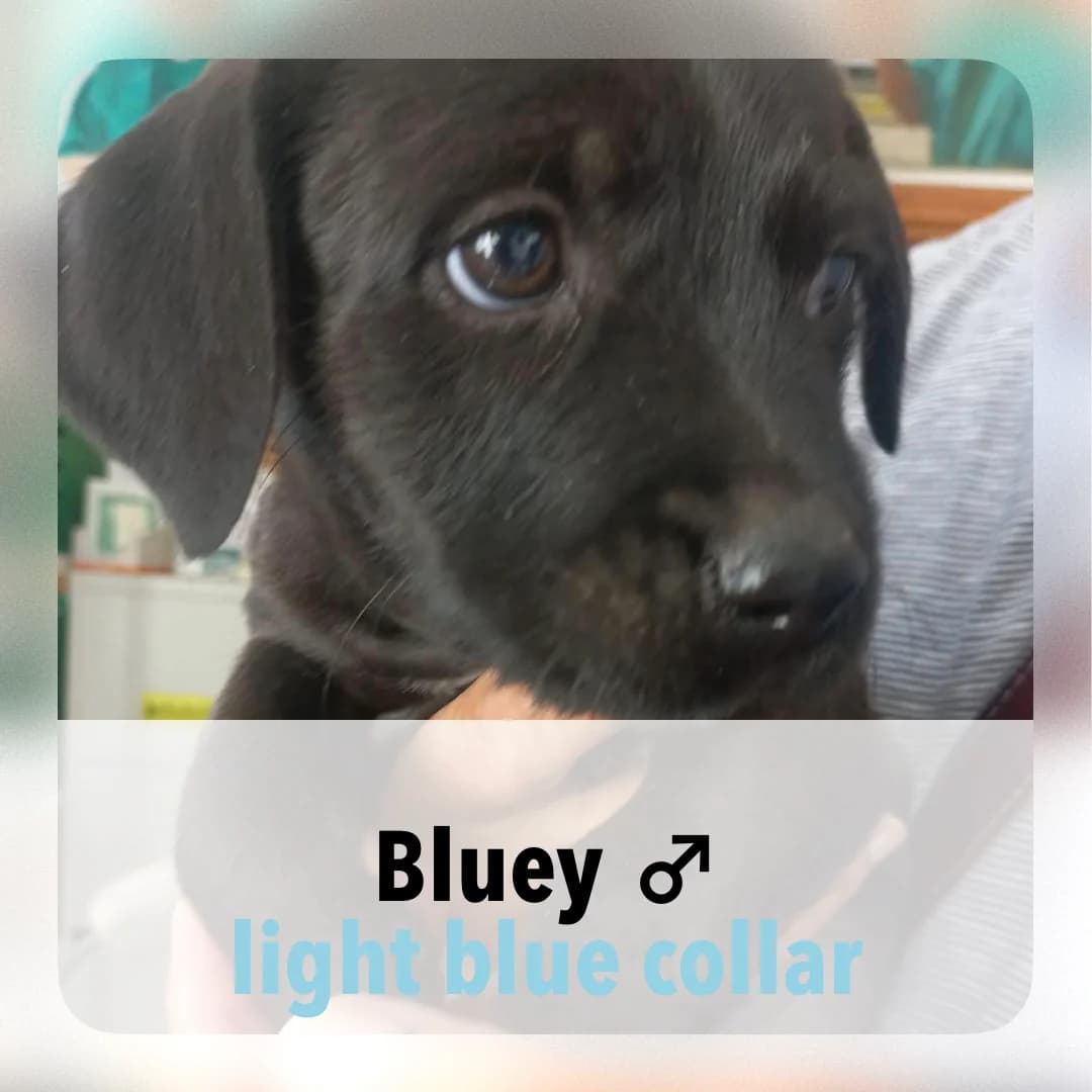 Bluey, male puppy Mixed Breed for adoption at ASAP Granada, Alhama de Granada