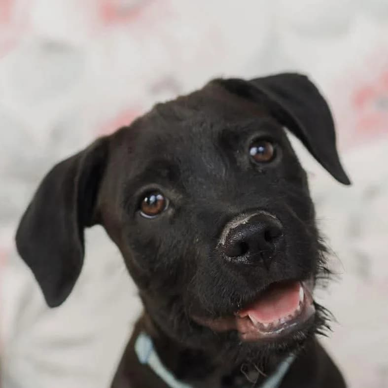 Bluey, male puppy Mixed Breed for adoption at ASAP Granada, Alhama de Granada