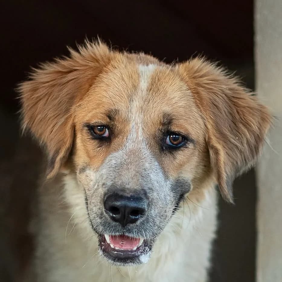 Bobbi, female mixed breed for adoption at ASAP Granada, Alhama de Granada