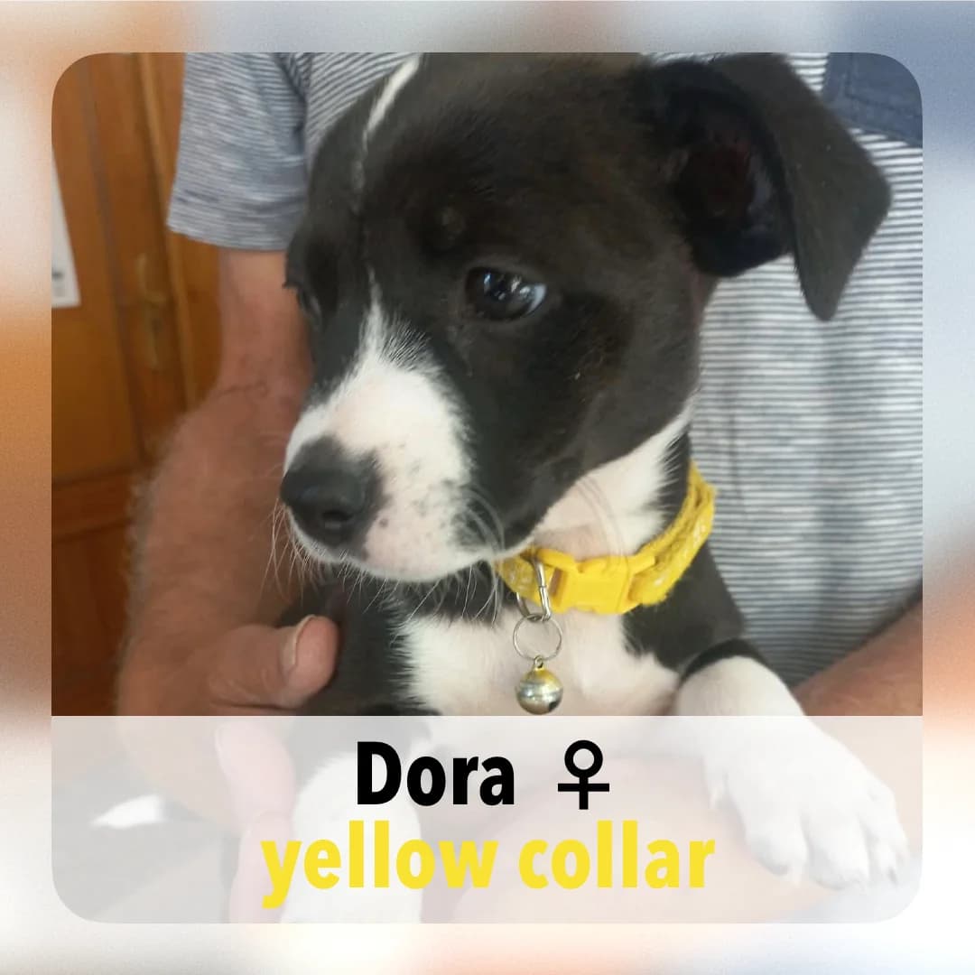 Dora, female puppy Mixed Breed for adoption at ASAP Granada, Alhama de Granada