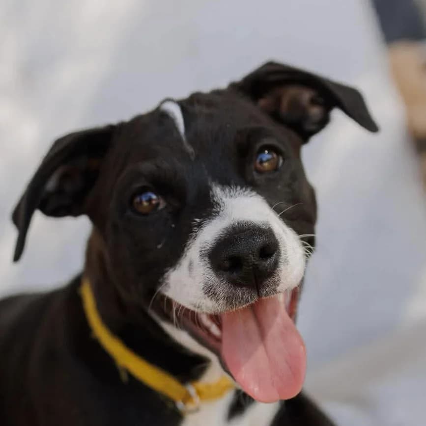 Dora, female puppy Mixed Breed for adoption at ASAP Granada, Alhama de Granada