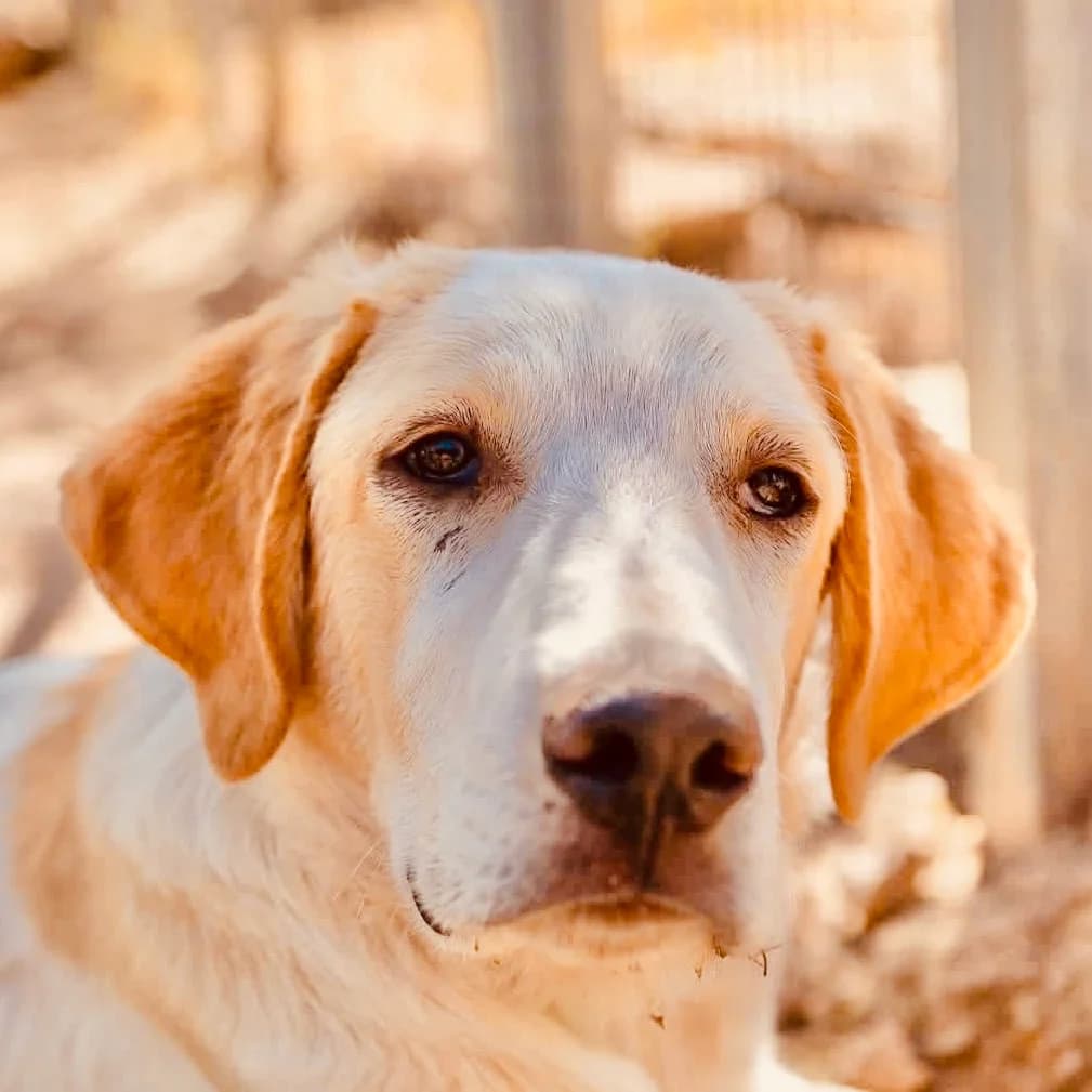 Edel, male Labrador Retriever for adoption at ASAP Granada, Alhama de Granada