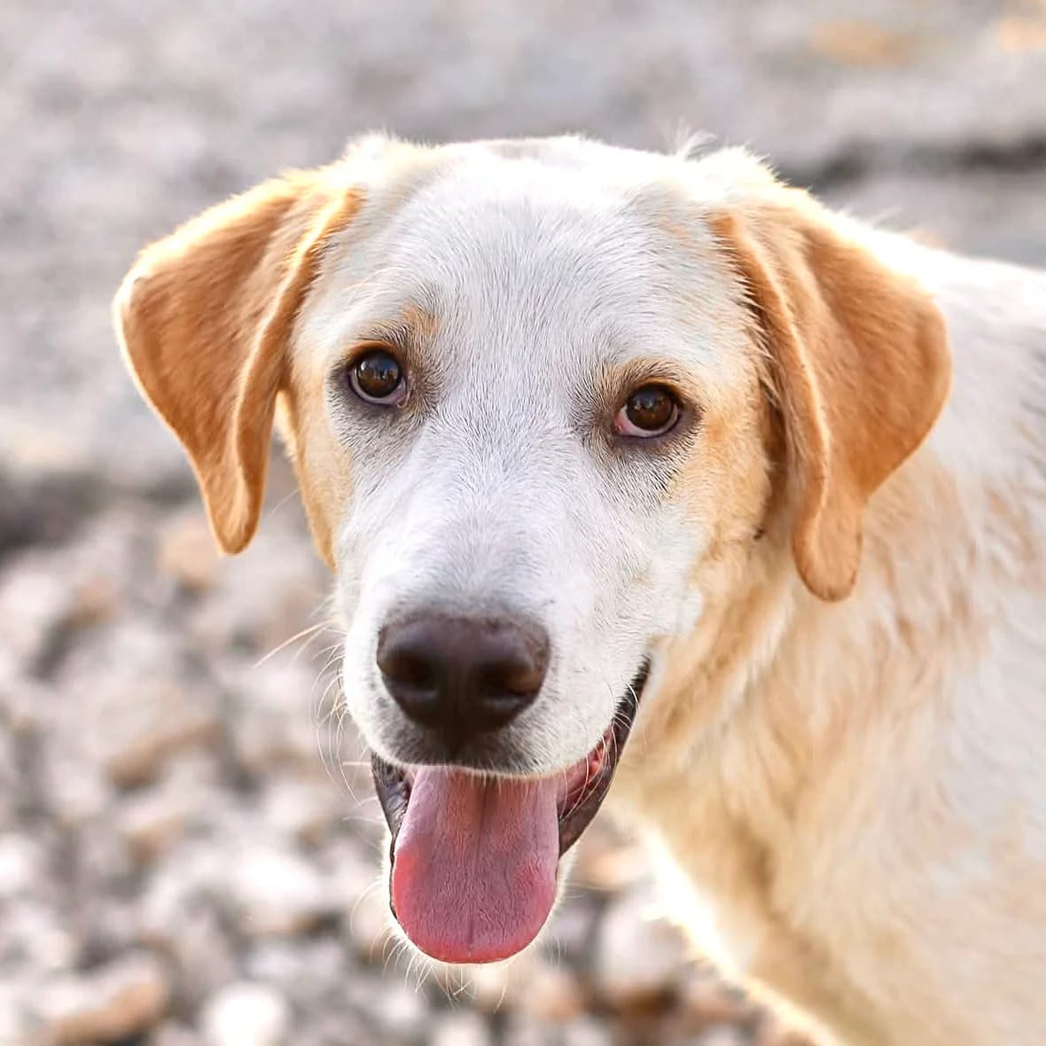 Edel, male Labrador Retriever for adoption at ASAP Granada, Alhama de Granada