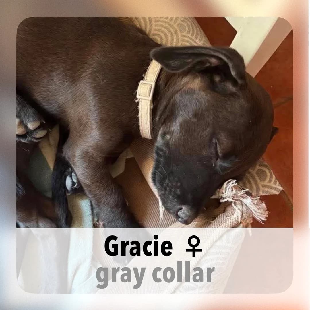 Gracie, female puppy Mixed Breed for adoption at ASAP Granada, Alhama de Granada