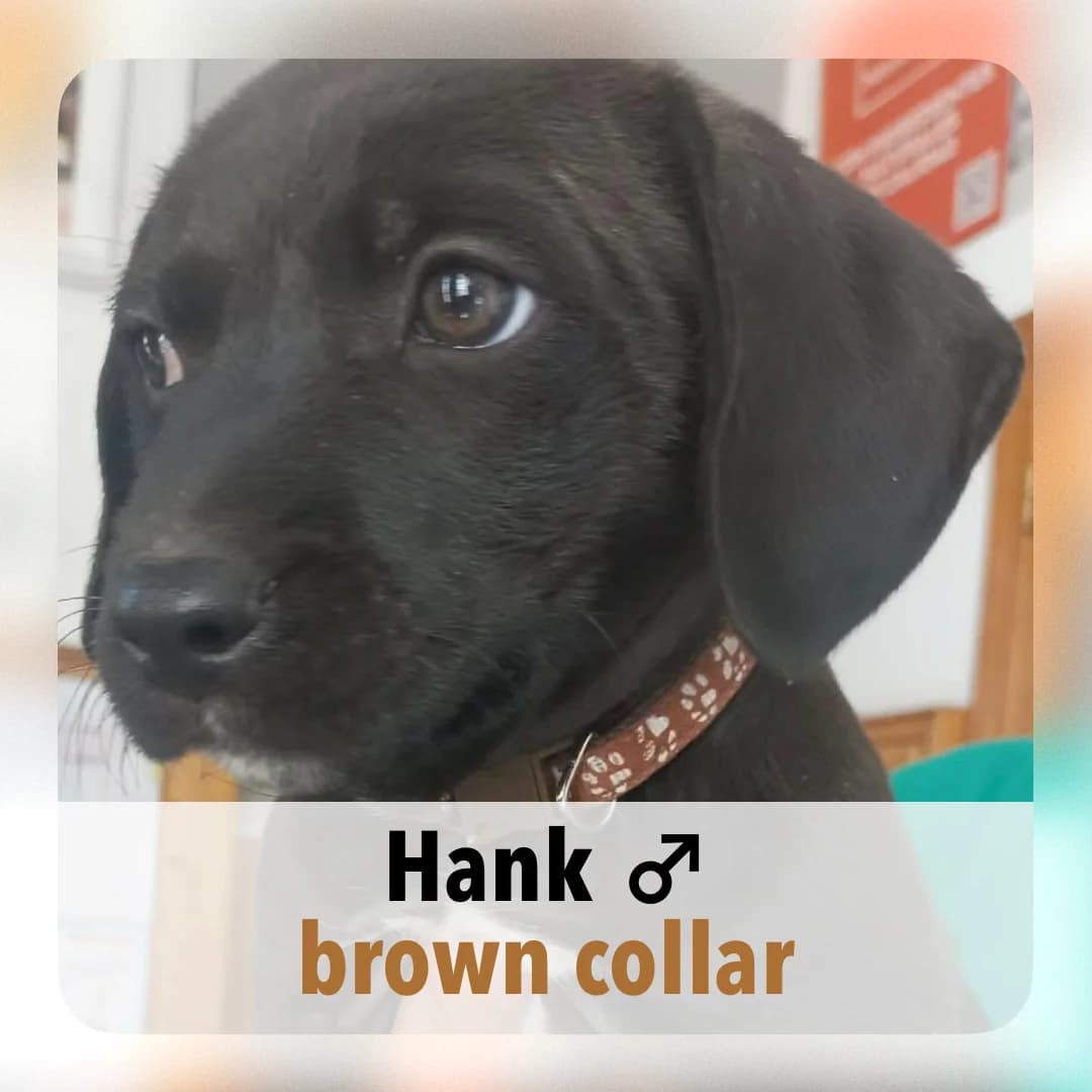 Hank, male puppy Mixed Breed for adoption at ASAP Granada, Alhama de Granada