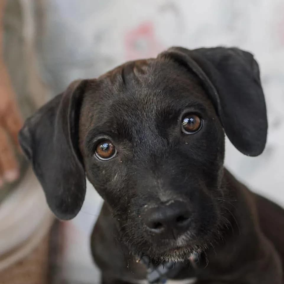 Hank, male puppy Mixed Breed for adoption at ASAP Granada, Alhama de Granada