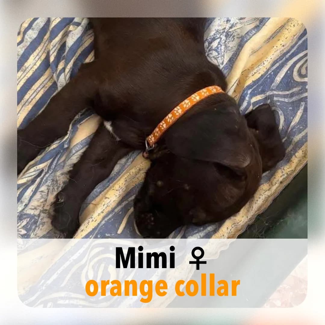 Mimi, female puppy Mixed Breed for adoption at ASAP Granada, Alhama de Granada