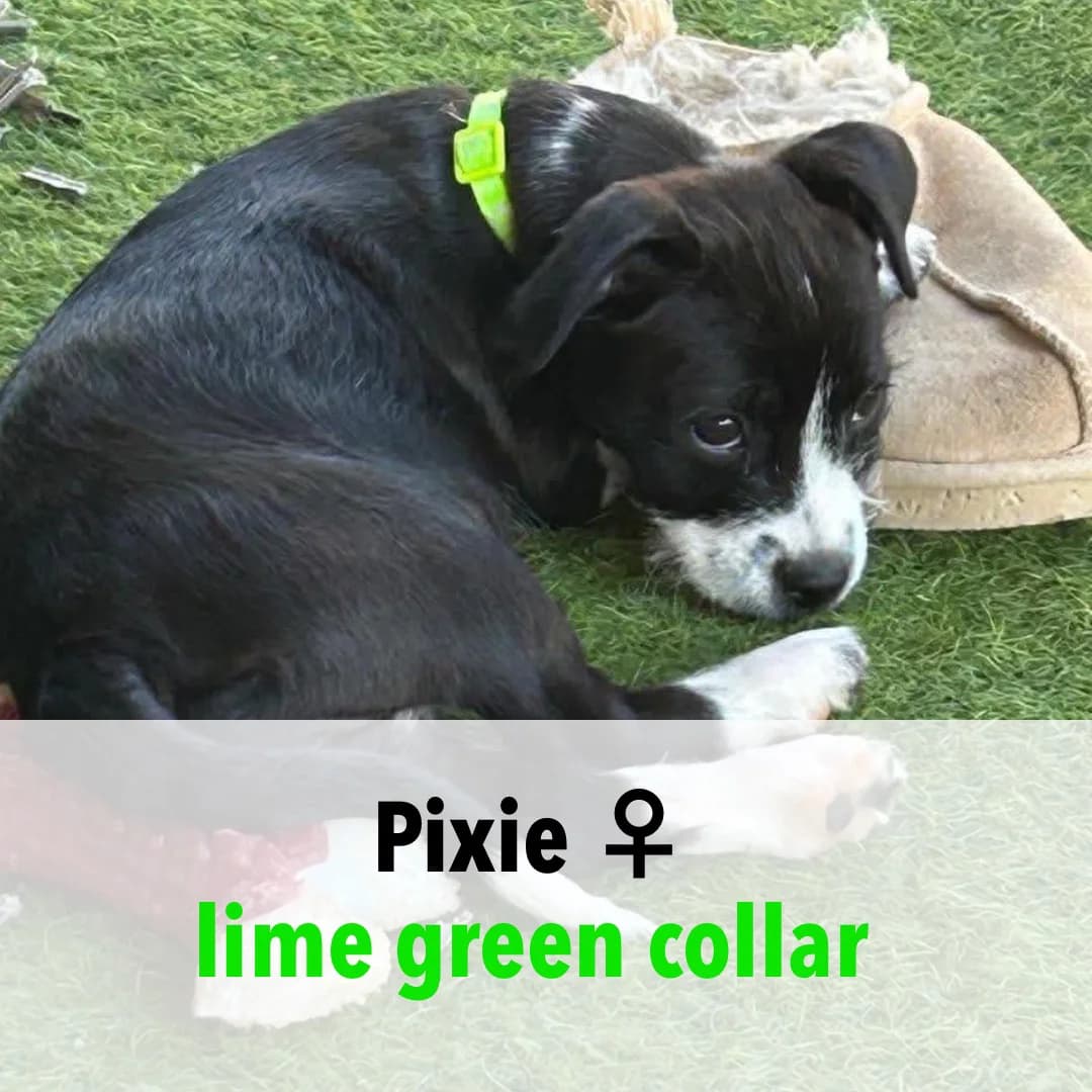 Pixie, female puppy Mixed Breed for adoption at ASAP Granada, Alhama de Granada