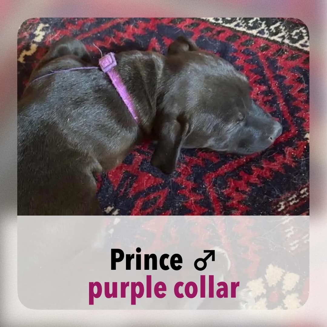 Prince, male puppy Mixed Breed for adoption at ASAP Granada, Alhama de Granada