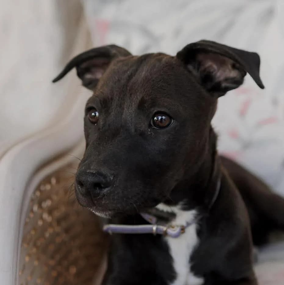 Prince, male puppy Mixed Breed for adoption at ASAP Granada, Alhama de Granada