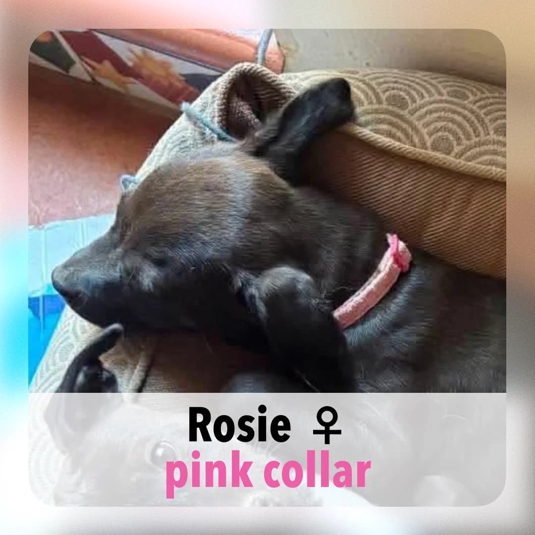 Rosie, female puppy Mixed Breed for adoption at ASAP Granada, Alhama de Granada