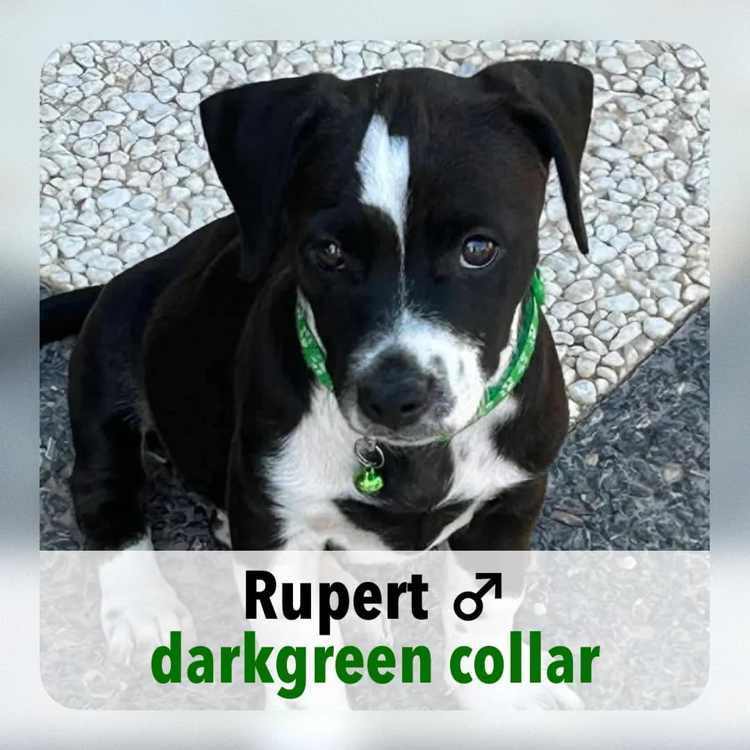 Rupert, male puppy Mixed Breed for adoption at ASAP Granada, Alhama de Granada