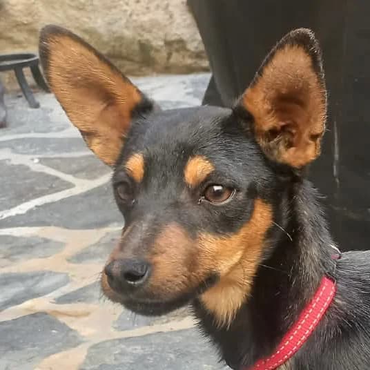 Scooby, male mixed breed for adoption at ASAP Granada, Alhama de Granada
