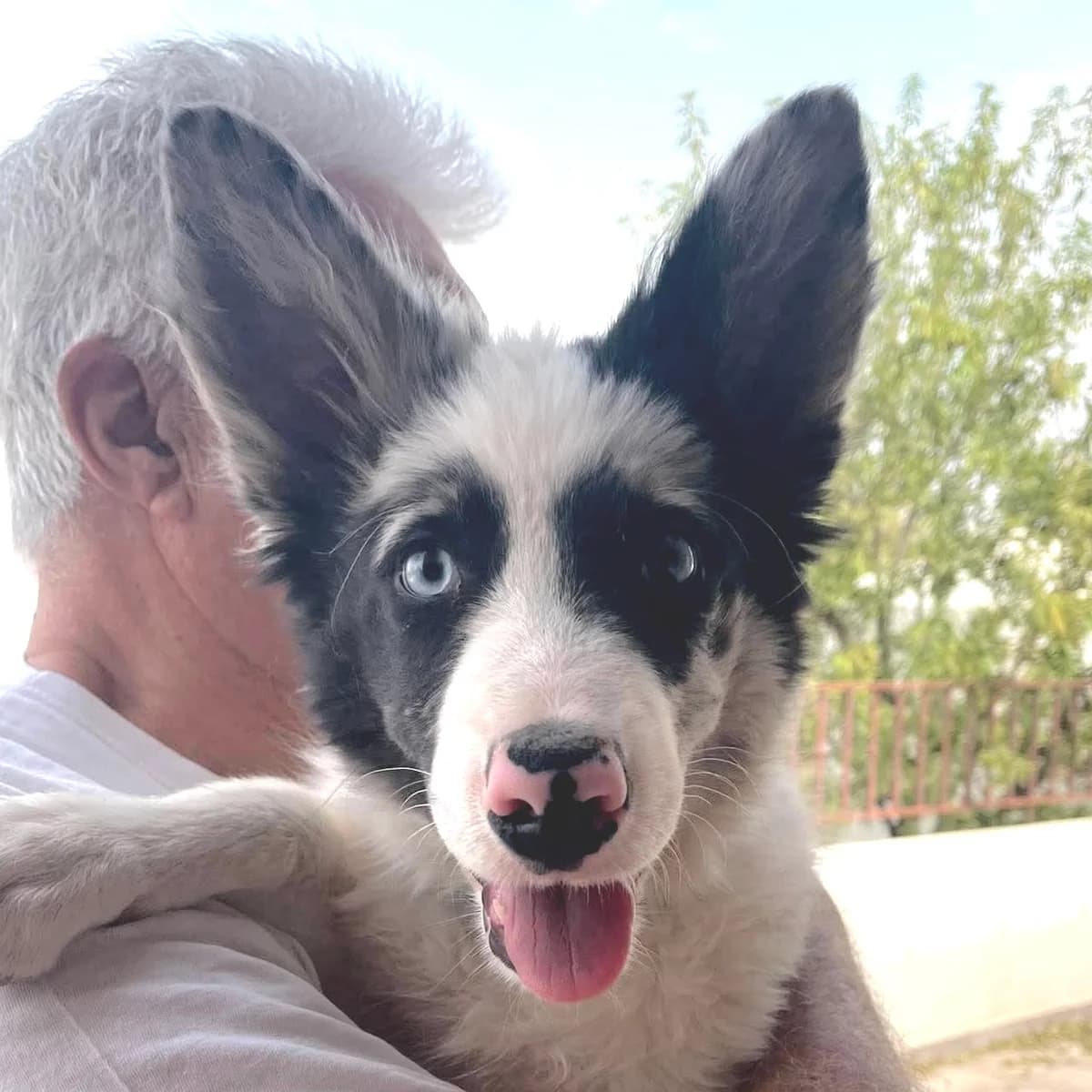 Sonny, male Border Collie for adoption at ASAP Granada, Alhama de Granada