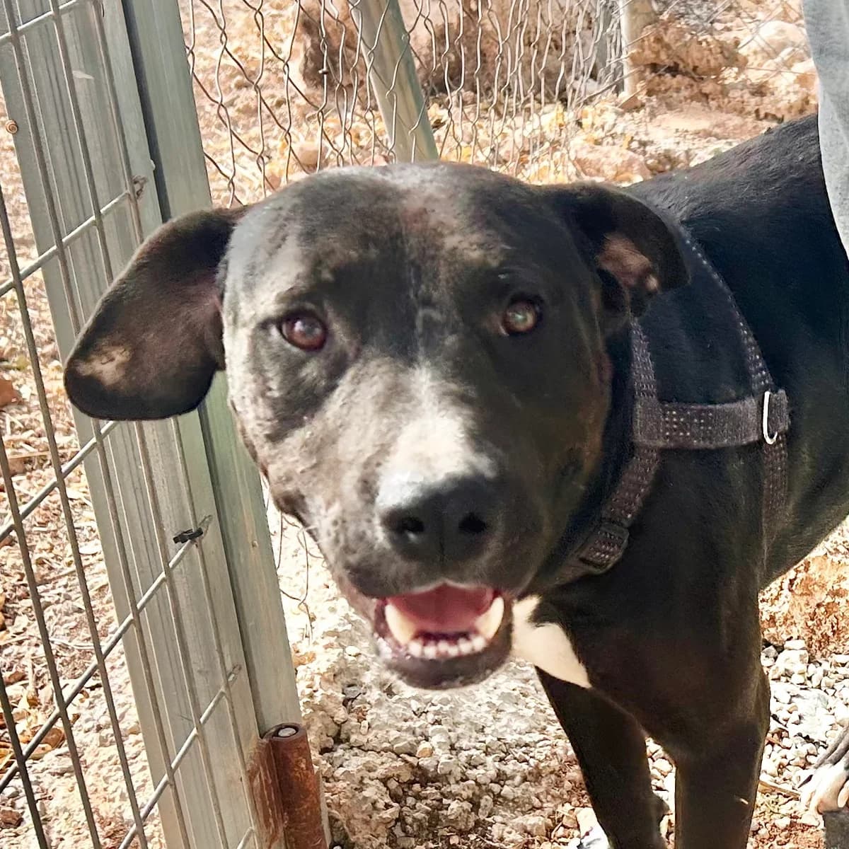 Alfie, male puppy mixed breed for adoption at ASAP Granada, Alhama de Granada