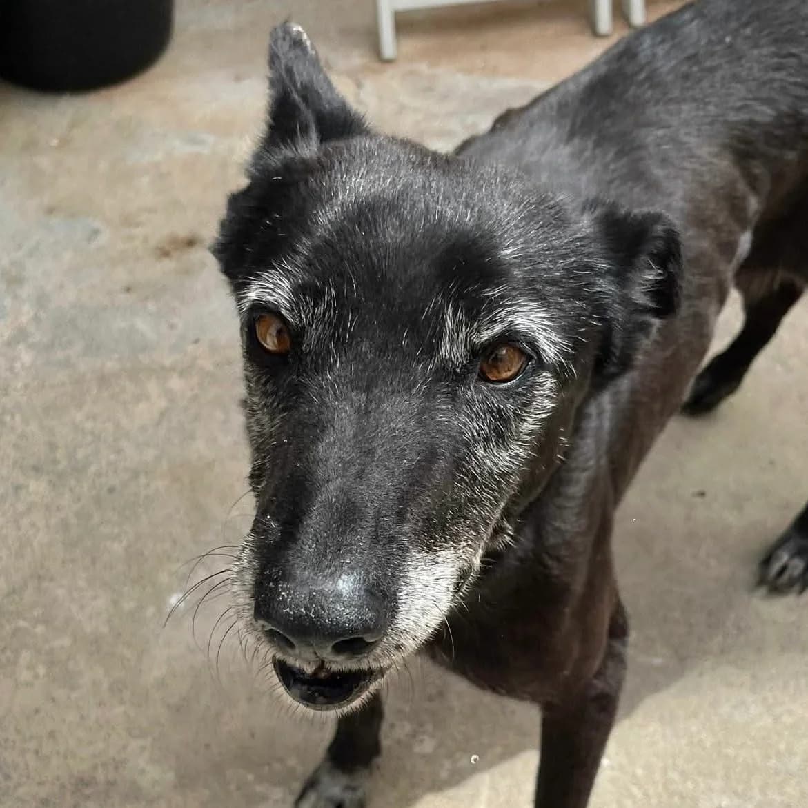 Bethy, female Mixed Breed for adoption at ASAP Granada, Alhama de Granada