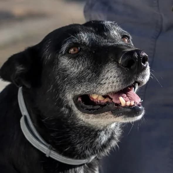 Bethy, female Mixed Breed for adoption at ASAP Granada, Alhama de Granada