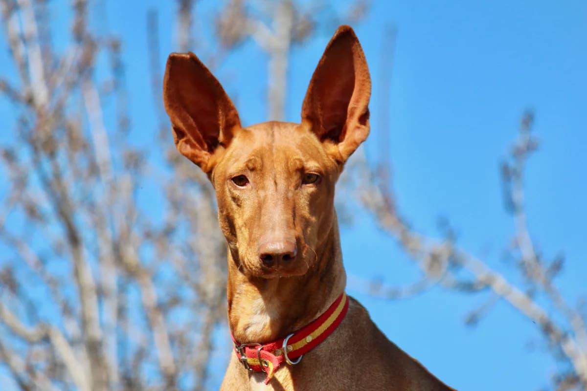 Helios, male Podenco for adoption at ASAP Granada, Alhama de Granada