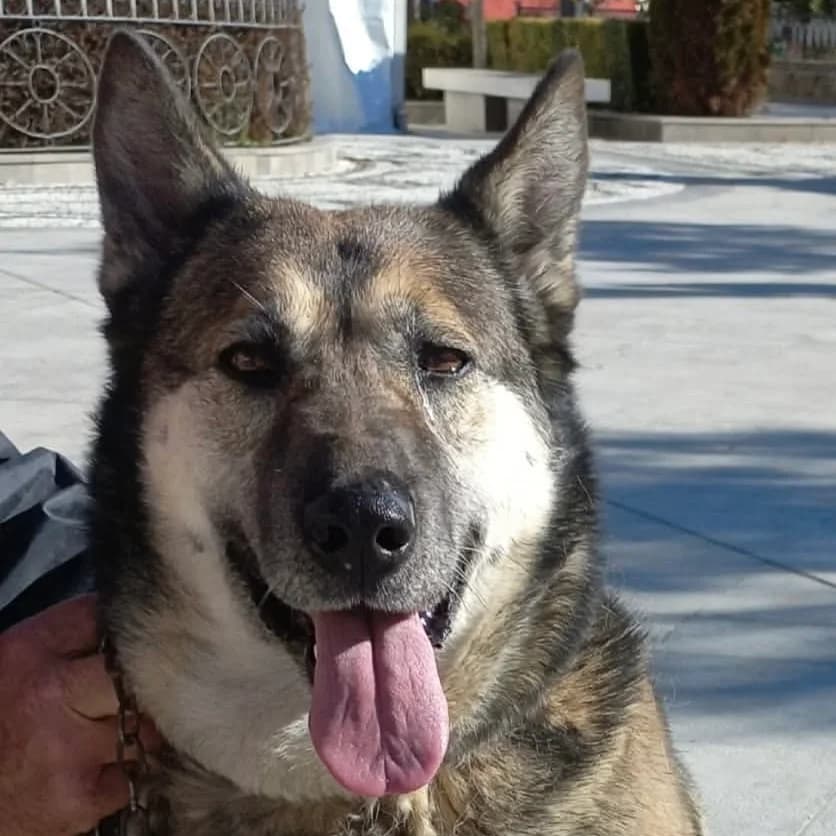 Luna, female senior mixed breed for adoption at ASAP Granada, Alhama de Granada