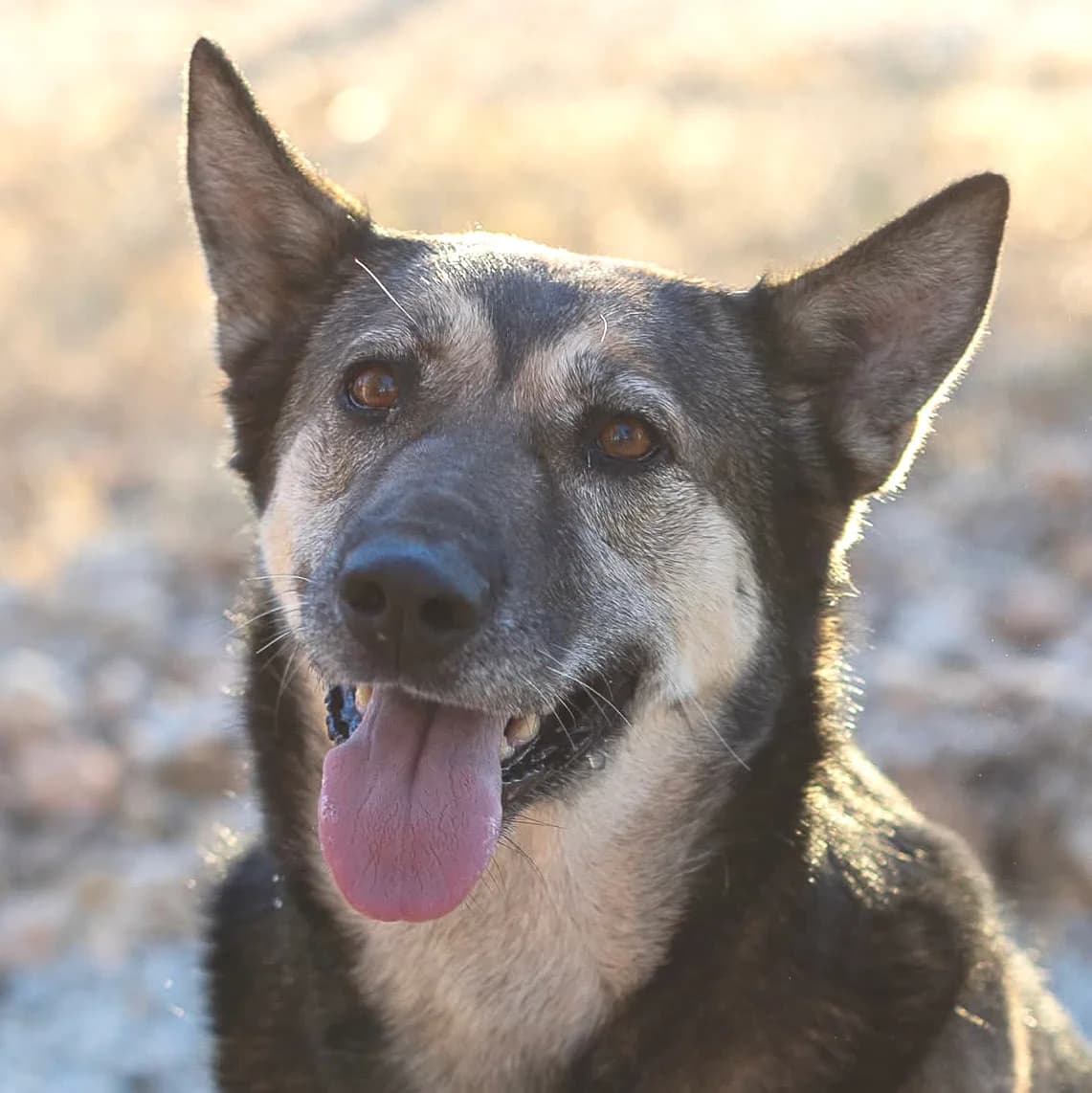 Luna, female senior mixed breed for adoption at ASAP Granada, Alhama de Granada
