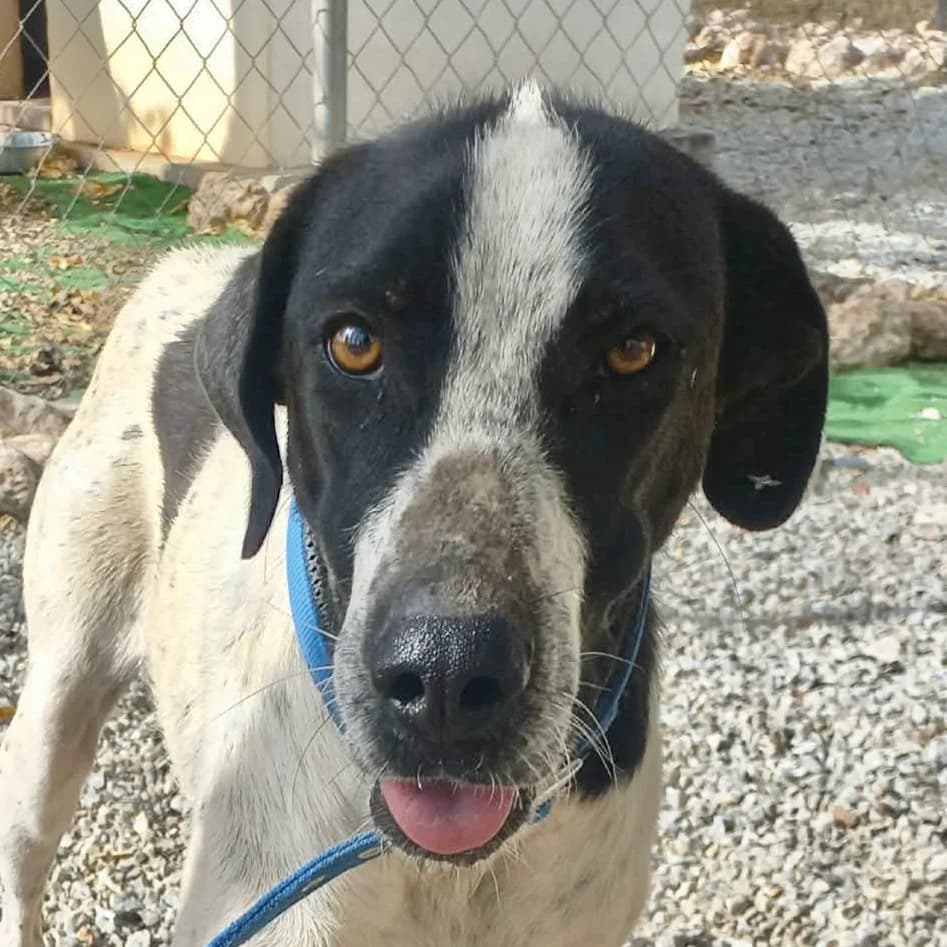 Penny, female Mixed Breed for adoption at ASAP Granada, Alhama de Granada