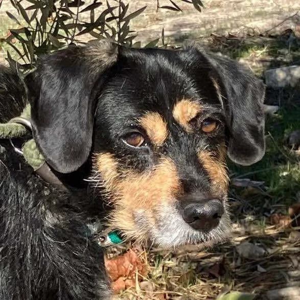 Sam, female senior mixed breed for adoption at ASAP Granada, Alhama de Granada
