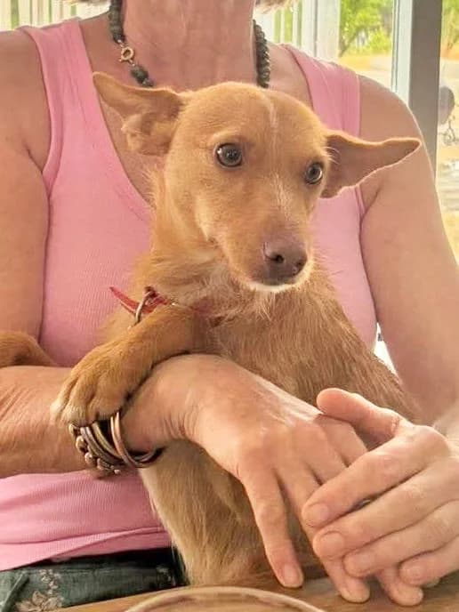 Simba, male Podenco for adoption at ASAP Granada, Alhama de Granada