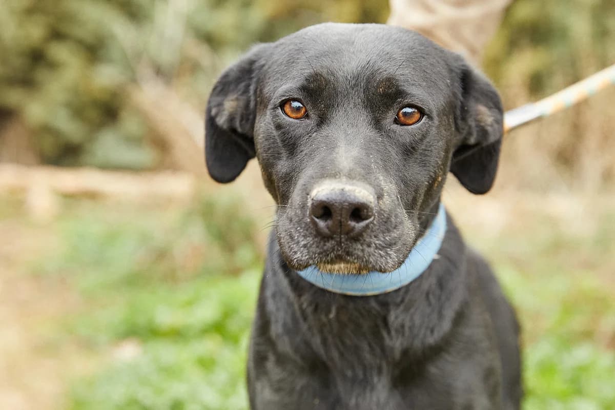 HUMA, female senior Mixed Breed for adoption at ASCAN Madrid, Madrid