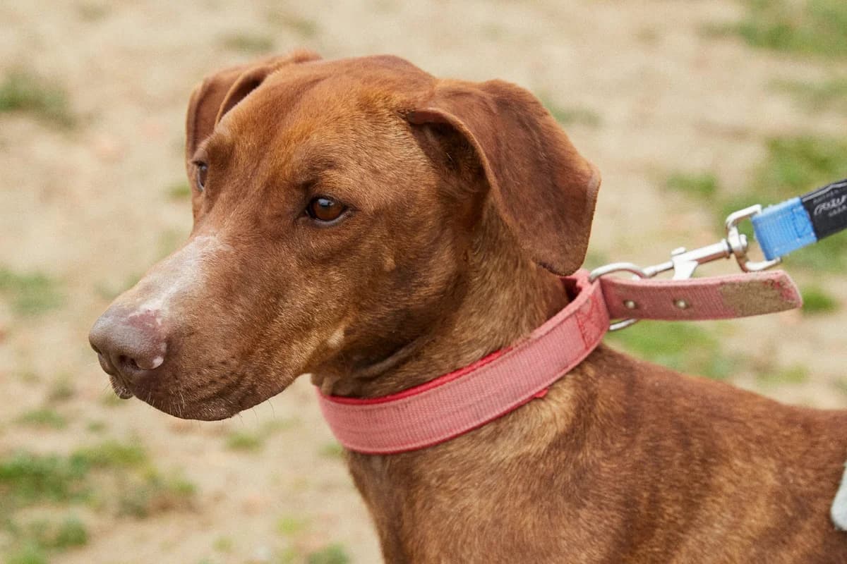 MARAKA, female 5yo Mixed Breed for adoption at ASCAN Madrid, Madrid