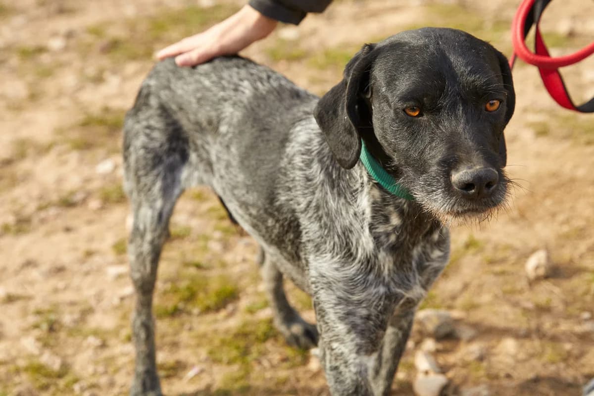 DRATOR, male young Mixed Breed for adoption at ASCAN Madrid, Madrid