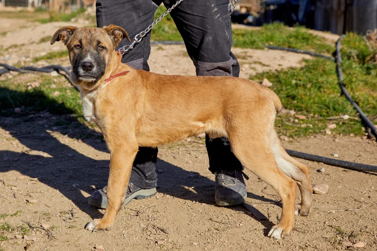 ANIS, male puppy Mixed Breed for adoption at ASCAN Madrid, Madrid