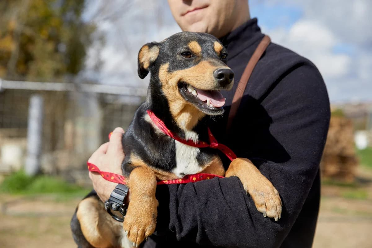 NILO, male puppy Mixed Breed for adoption at ASCAN Madrid, Madrid