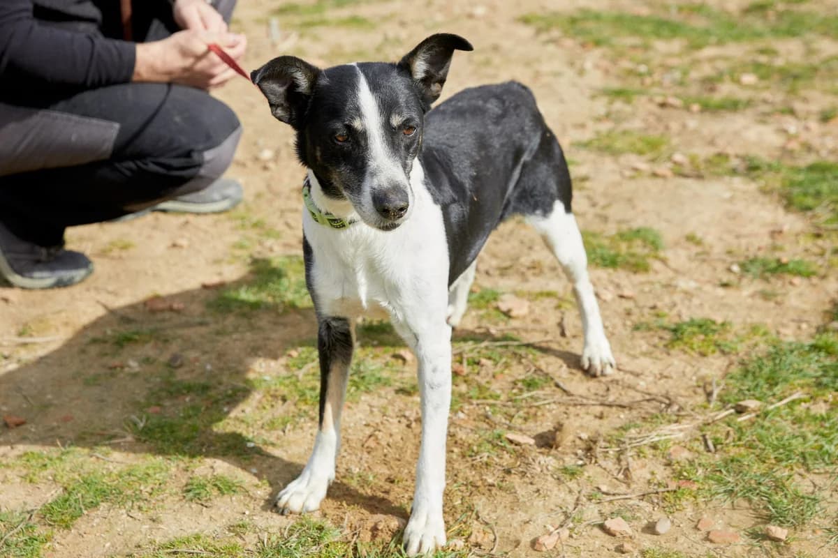 TWINGO, male young Mixed Breed for adoption at ASCAN Madrid, Madrid