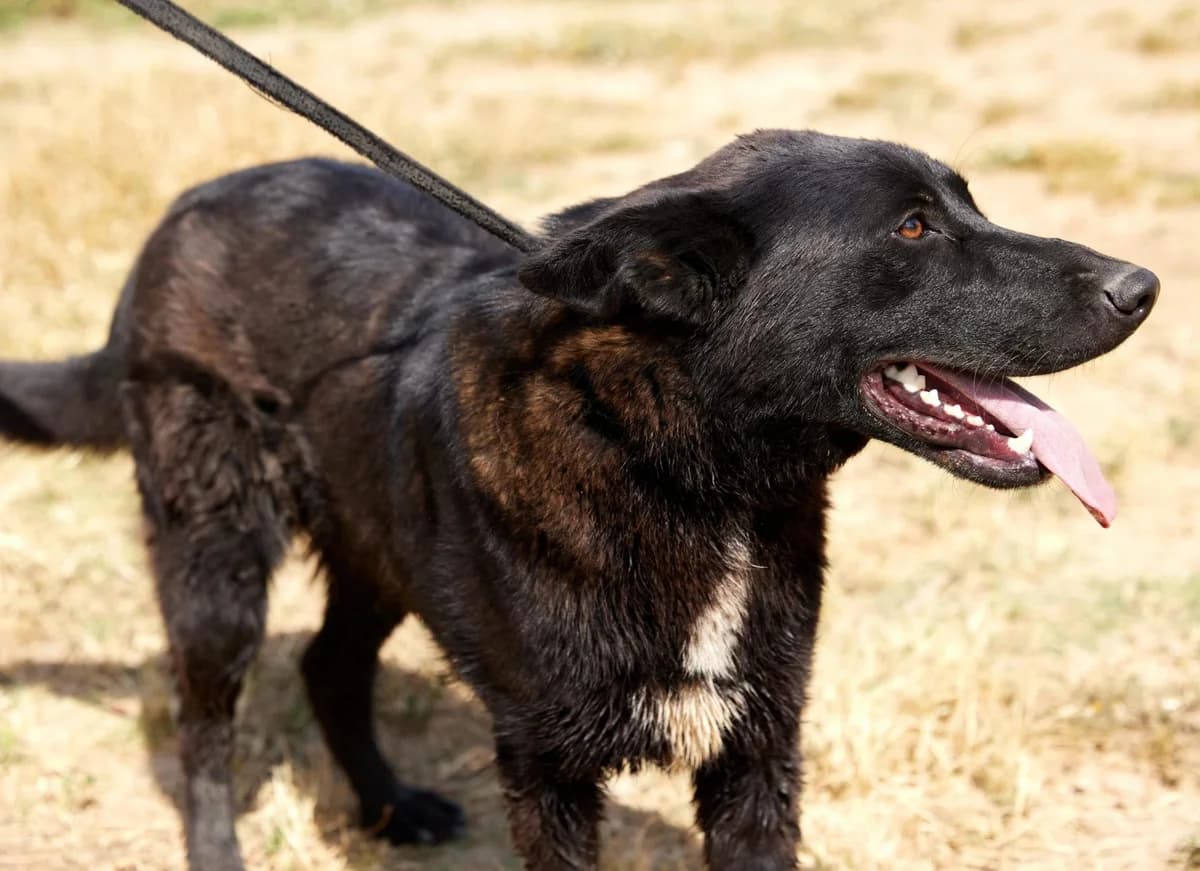 CAPON, male Mixed Breed for adoption at ASCAN Madrid, Madrid