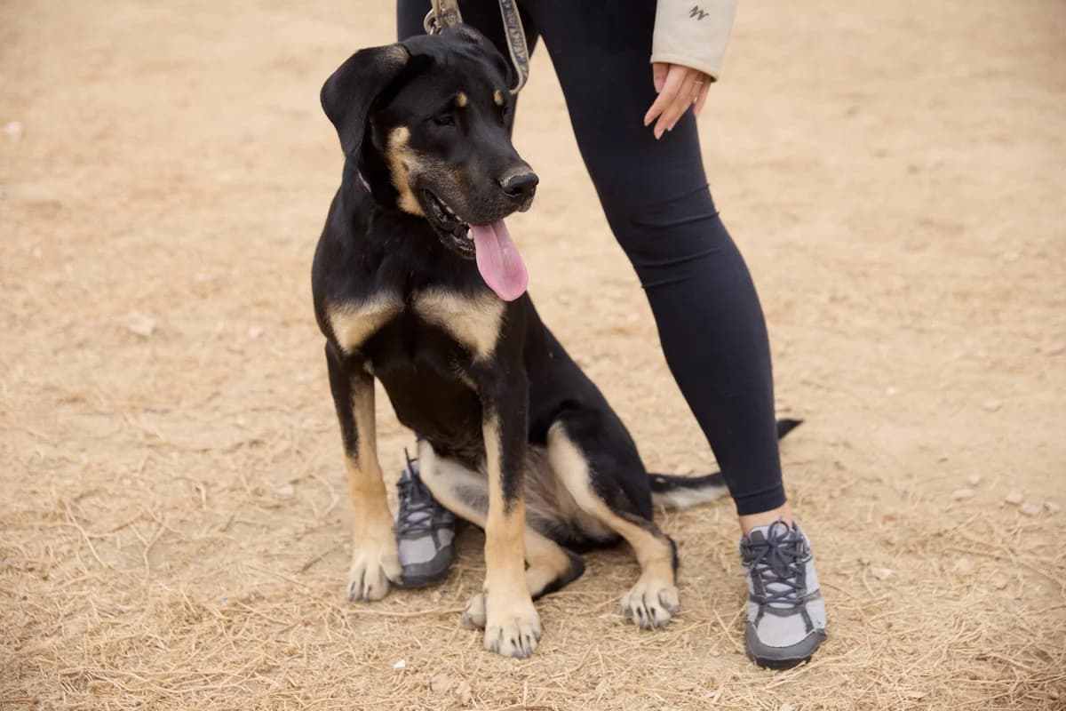 CRUZ, female puppy Mixed Breed for adoption at ASCAN Madrid, Madrid