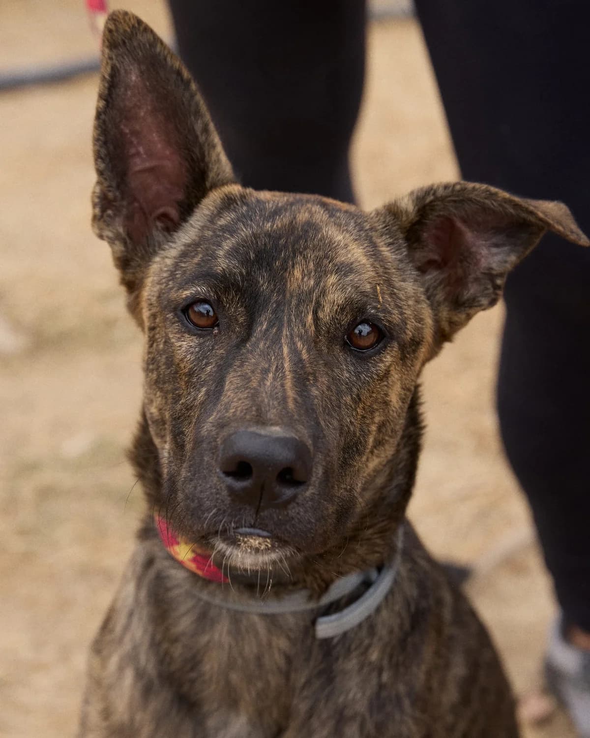 SHIRA, female young Mixed Breed for adoption at ASCAN Madrid, Madrid