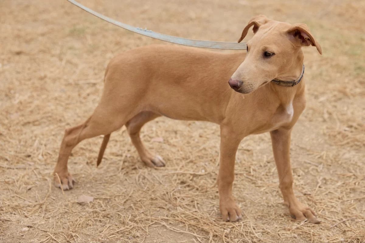 WILMO, male puppy Mixed Breed for adoption at ASCAN Madrid, Madrid