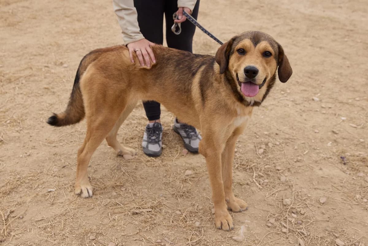 DARA, female 3yo Mixed Breed for adoption at ASCAN Madrid, Madrid