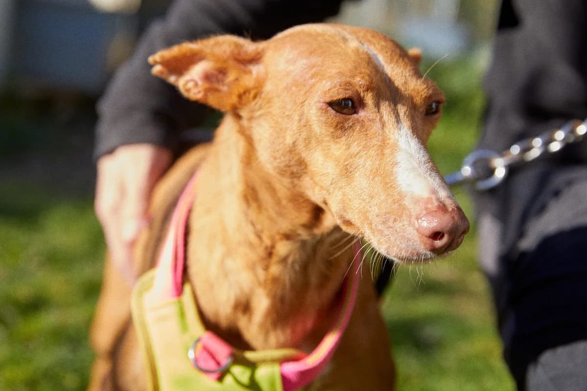 REESE, female 6yo Mixed Breed for adoption at ASCAN Madrid, Madrid