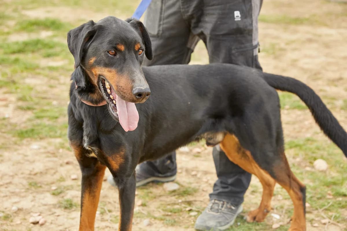 RUMBO, male 6yo Mixed Breed for adoption at ASCAN Madrid, Madrid
