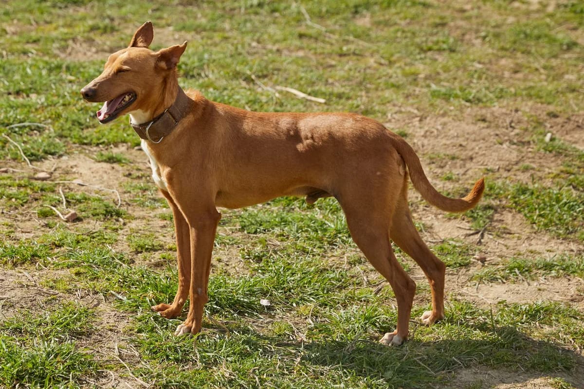 ARGO, 5yo Mixed Breed for adoption at ASCAN Madrid, Madrid