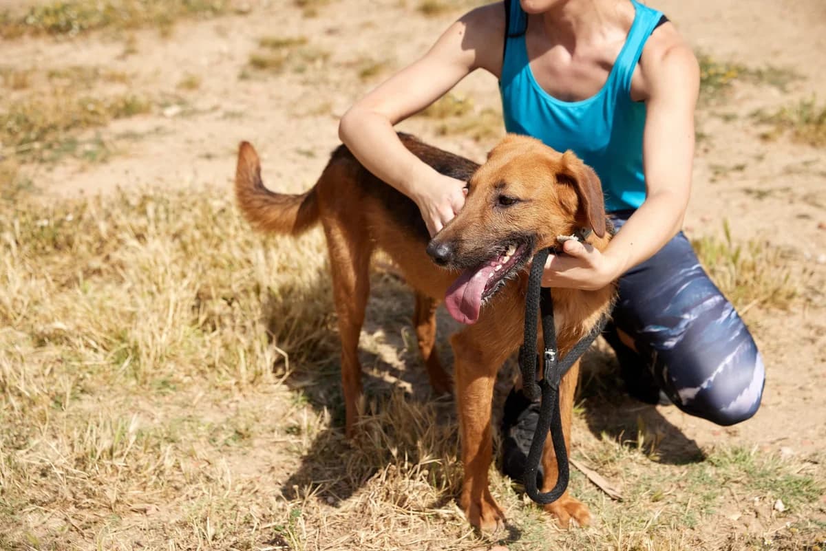 RAYO, male puppy Mixed Breed for adoption at ASCAN Madrid, Madrid