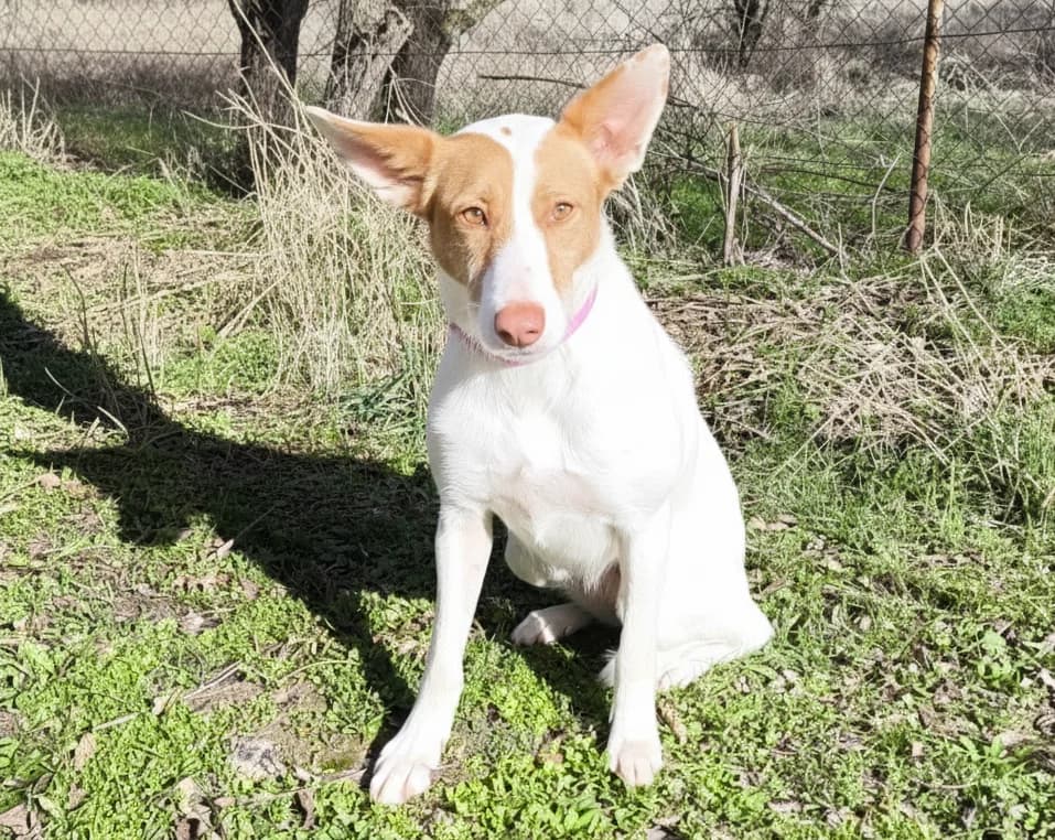 NOVA, female 5yo Mixed Breed for adoption at ASCAN Madrid, Madrid