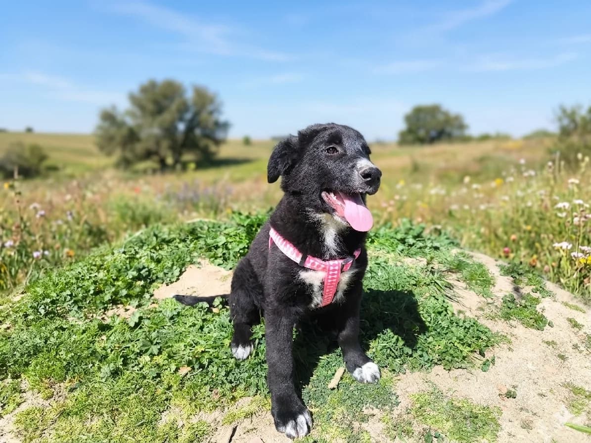 TALO, male puppy Mixed Breed for adoption at ASCAN Madrid, Madrid