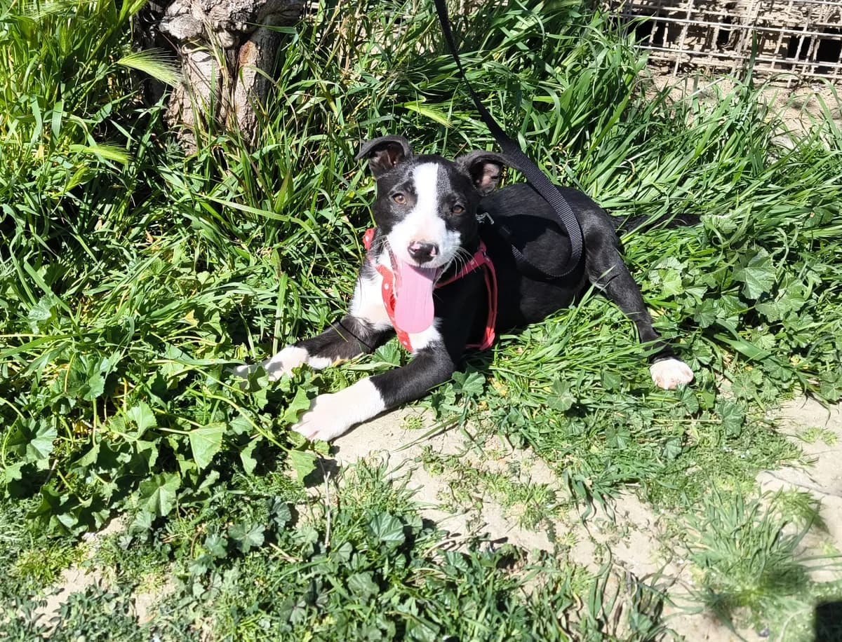 TORY, male puppy Mixed Breed for adoption at ASCAN Madrid, Madrid