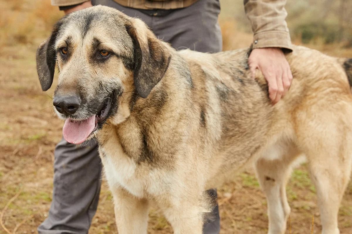 NOKLAN, male 5yo Mixed Breed for adoption at ASCAN Madrid, Madrid