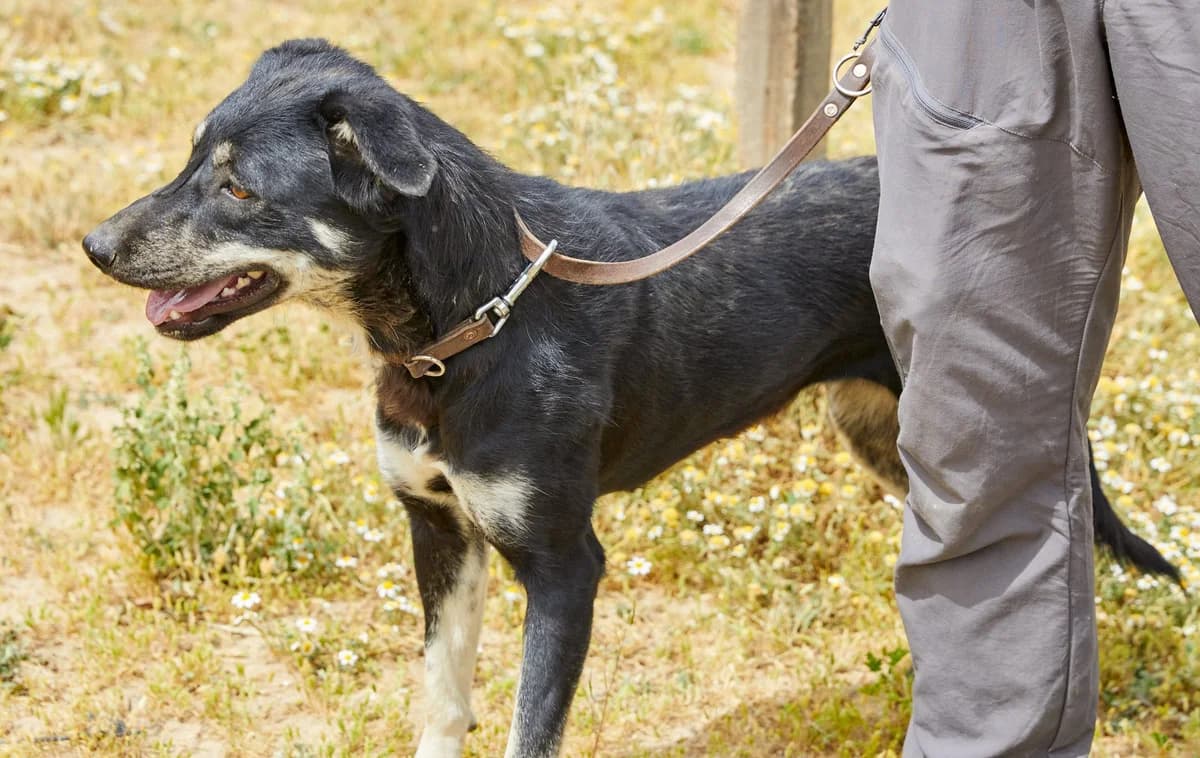 NORBA, female 5yo Mixed Breed for adoption at ASCAN Madrid, Madrid