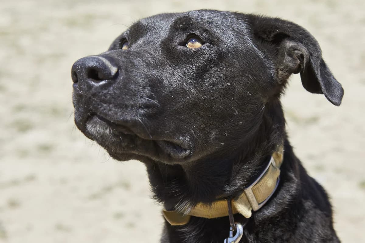 TINO, male senior Mixed Breed for adoption at ASCAN Madrid, Madrid